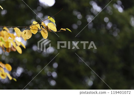 The yellow leaves of katsura trees herald the coming of autumn The yellow leaves of katsura trees herald the coming of autumn 119401072