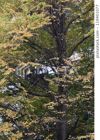 The yellow leaves of katsura trees herald the coming of autumn The yellow leaves of katsura trees herald the coming of autumn 119401077