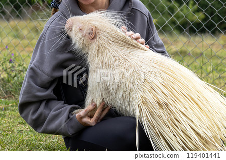 Rare Albino porcupine being gentlely touched womans hand in Rehabilitation Zoo Rare Albino porcupine being gentlely touched womans hand in Rehabilitation Zoo 119401441