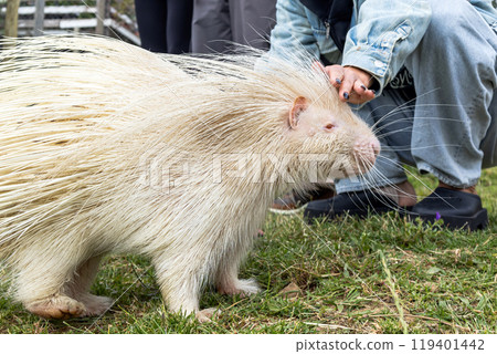 Rare Albino porcupine being gentlely touched womans hand in Rehabilitation Zoo Rare Albino porcupine being gentlely touched womans hand in Rehabilitation Zoo 119401442