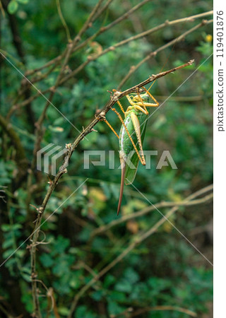 yellow green locust on a bush branch 119401876