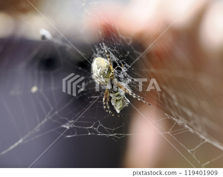 Aculepeira ceropegia, the oak spider with prey in the web Aculepeira ceropegia, the oak spider with prey in the web 119401909