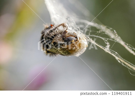 Aculepeira ceropegia, the oak spider with prey in the web Aculepeira ceropegia, the oak spider with prey in the web 119401911