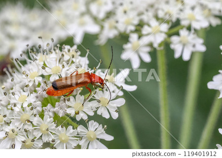 Rhagonycha fulva red insect on white flower Rhagonycha fulva red insect on white flower 119401912