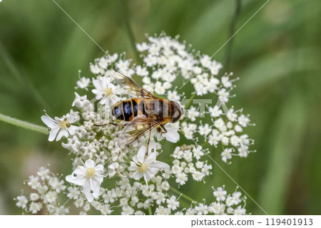 Bee on white flower in dolomites mountains in summer Bee on white flower in dolomites mountains in summer 119401913