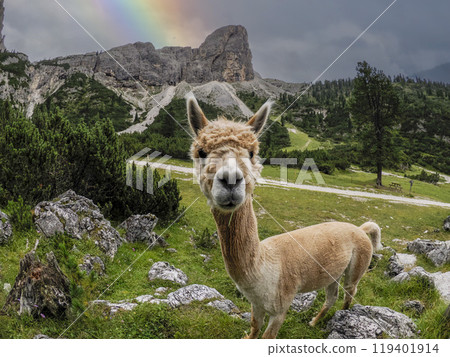 a Brown cute alpaca portrait on green grass background, dolomites mountain with a rainbow sky background 119401914