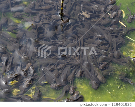 flock of frog tadpoles on the surface at the edge of the pond 119401925