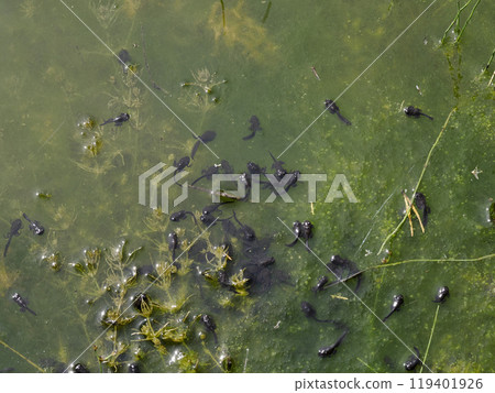 flock of frog tadpoles on the surface at the edge of the pond flock of frog tadpoles on the surface at the edge of the pond 119401926
