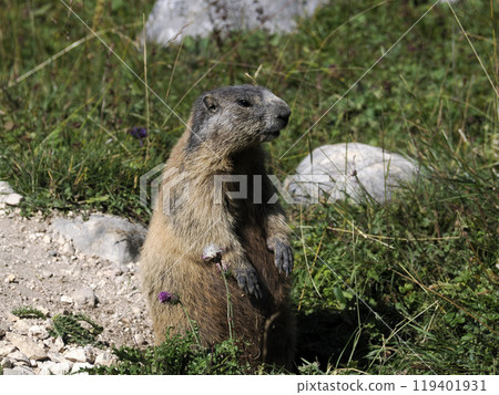 A marmot sits atop a boulder in the Italian Dolomites, the essence of alpine wilderness wildlife 119401931