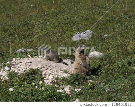 A marmot sits atop a boulder in the Italian Dolomites, the essence of alpine wilderness wildlife A marmot sits atop a boulder in the Italian Dolomites, the essence of alpine wilderness wildlife 119401932