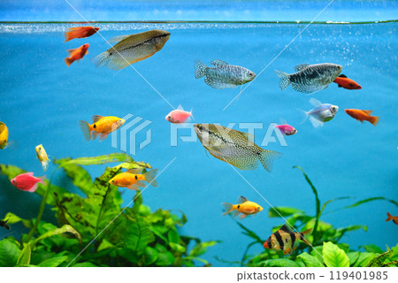Colorful exotic fish swimming in deep blue water aquarium with green tropical plants Colorful exotic fish swimming in deep blue water aquarium with green tropical plants 119401985