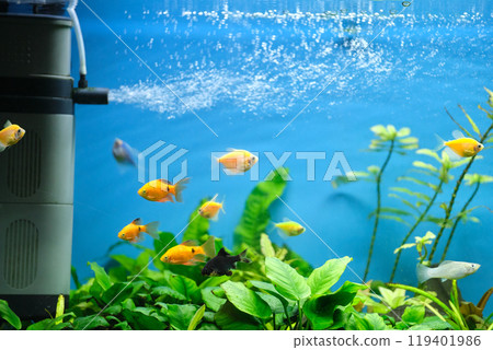 Colorful exotic fish swimming in deep blue water aquarium with green tropical plants 119401986