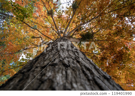 Colorful fall foliage in autumnal park. Yellow forest leaves landscape Colorful fall foliage in autumnal park. Yellow forest leaves landscape 119401990