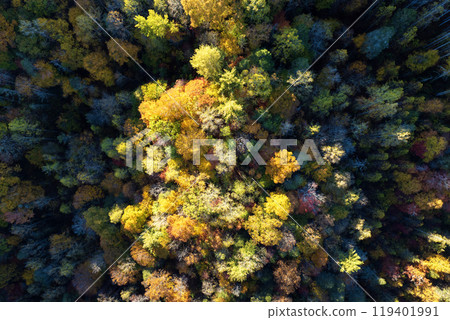 Colorful forest with yellow canopies in autumn. Landscape of wild woods nature in fall season 119401991