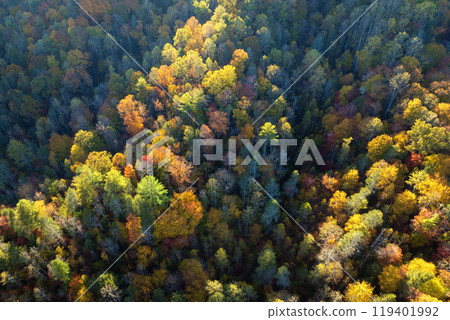 Colorful lush forest in autumn season. Tree canopies in fall woods. Landscape of autumnal wild nature Colorful lush forest in autumn season. Tree canopies in fall woods. Landscape of autumnal wild nature 119401992