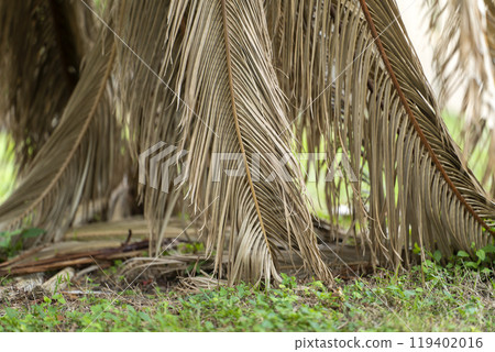 Dead palm tree with dry branches on Florida home backyard. Tree removal concept 119402016