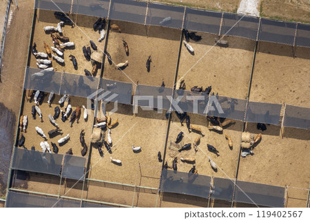 Aerial view of feed yard with meat cows. Feeding of cattle on farm feedlot 119402567
