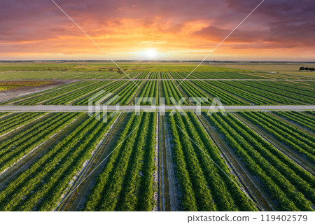 Aerial view of green farm fields in summer season with growing crops. Farming and agriculture industry Aerial view of green farm fields in summer season with growing crops. Farming and agriculture industry 119402579