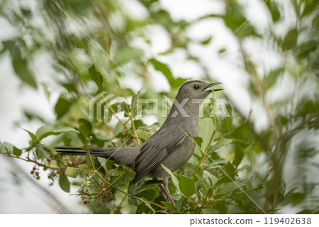 A Gray Catbird bird perched on a tree branch in summer Florida shrubs A Gray Catbird bird perched on a tree branch in summer Florida shrubs 119402638