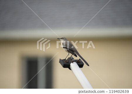 A Northern mockingbird bird perched on a fence pole A Northern mockingbird bird perched on a fence pole 119402639