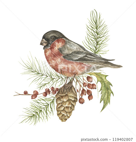 Watercolor Christmas illustration with a bullfinch and fir branches. A hand-painted bird with a cone, red berries on a white background. A holiday symbol for design, printing, and postcards. 119402807