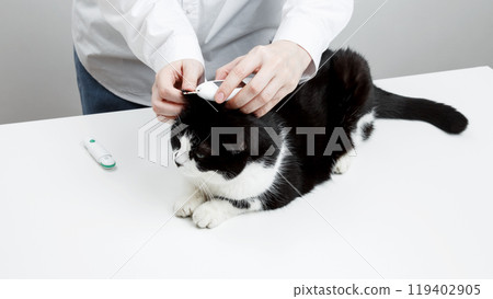 Use of glucometer for cat blood glucose test. Pets and diabetes concept 119402905