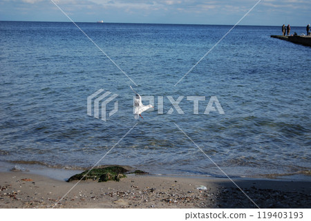 Black Sea white gull in flight. Beautiful flight of a seagull against the background of the blue water of the Black Sea in Odessa. Black Sea white gull in flight. Beautiful flight of a seagull against the background of the blue water of the Black Sea in Odessa. 119403193
