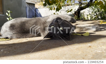 Cute sleepy kitten lying at yard his home at summer day. Pretty gray kitty relaxing at nature. Portrait of resting beautiful cat outdoor. Concept of adorable domestic animal. Close up Slow motion Cute sleepy kitten lying at yard his home at summer day. Pretty gray kitty relaxing at nature. Portrait of resting beautiful cat outdoor. Concept of adorable domestic animal. Close up Slow motion 119403254