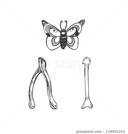 Halloween. Night butterfly, bird bones for fortune telling, all objects are hand-drawn with ink in vector. Halloween illustration. For printing on stickers, posters, invitations for Halloween. Halloween. Night butterfly, bird bones for fortune telling, all objects are hand-drawn with ink in vector. Halloween illustration. For printing on stickers, posters, invitations for Halloween. 119403354