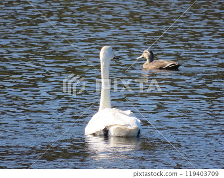 The back view of a gracefully swimming swan and duck The back view of a gracefully swimming swan and duck 119403709