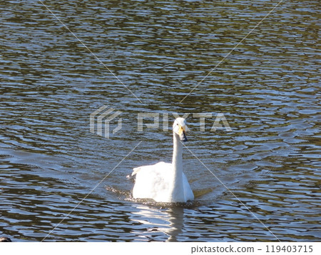 漂浮在水面上的天鵝，幾乎正面，對角線輪廓 119403715