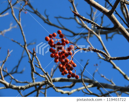 A tree with red berries 119403722