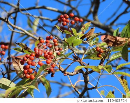 樹木與紅色漿果 119403724