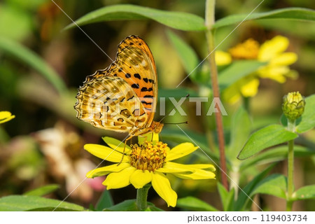A male swallowtail butterfly sucking nectar from a yellow zinnia A male swallowtail butterfly sucking nectar from a yellow zinnia 119403734