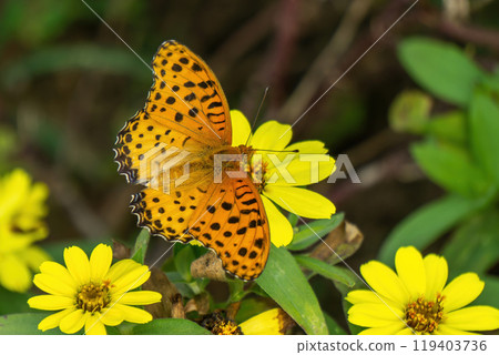 A male swallowtail butterfly sucking nectar from a yellow zinnia A male swallowtail butterfly sucking nectar from a yellow zinnia 119403736