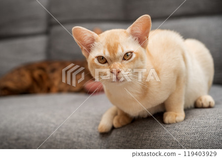 Adorable Burmese kitten on the sofa. 119403929