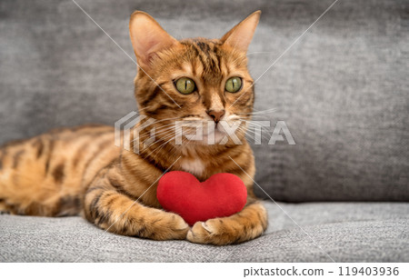 Bengal cat with a red plush heart. 119403936