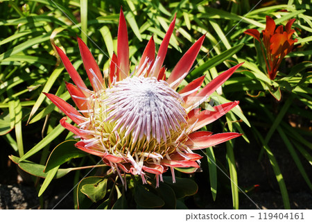 異國普羅蒂亞｜PICA 初島 119404161