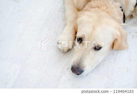 Cute young dog lying on floor 119404183