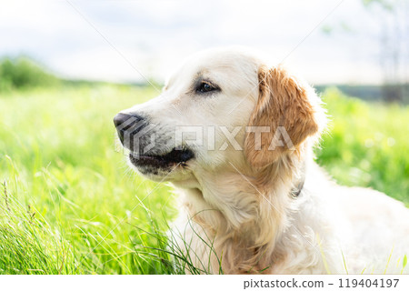 Cute dog lying on sunny field Cute dog lying on sunny field 119404197