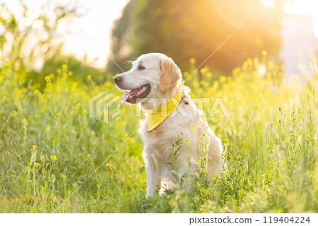 Golden retriever dog on blooming meadow 119404224