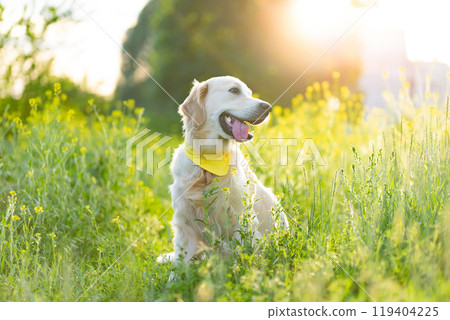 Golden retriever dog on blooming meadow Golden retriever dog on blooming meadow 119404225