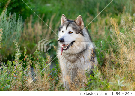 Summer husky portrait 119404249