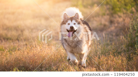 Alaskan malamute running 119404250