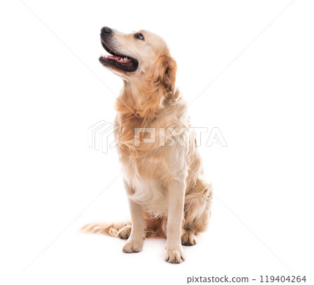 Golden retriever dog looking up 119404264