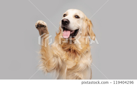 Golden retriever dog doing trick Golden retriever dog doing trick 119404296