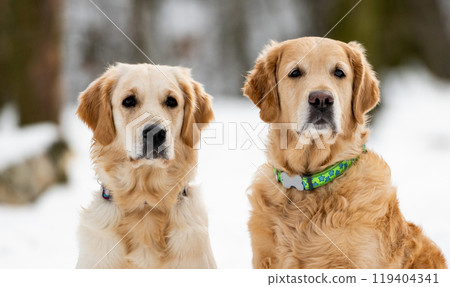 Two golden retriever dogs outdoor Two golden retriever dogs outdoor 119404341