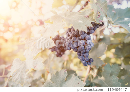 Close-up of a Grape Bunch Hanging on a Vine Close-up of a Grape Bunch Hanging on a Vine 119404447