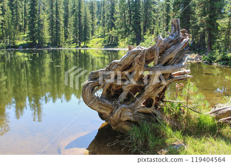 Curved roots of a fallen dry tree on the shore of a pond in a cedar forest. Mountain Bear Medvezhye lake in Ergaki 119404564