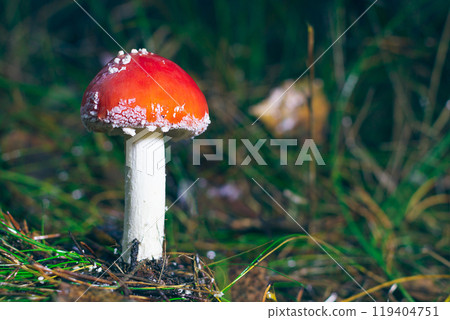 Young Amanita Muscaria, Known as the Fly Agaric or Fly Amanita Young Amanita Muscaria, Known as the Fly Agaric or Fly Amanita 119404751